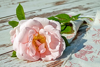 Pink Rose on Rustic White Wooden Table with Fabric