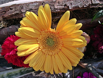 Vibrant Yellow Gerbera Daisy on Rustic Wood