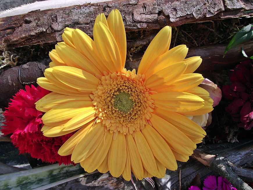 Vibrant Yellow Gerbera Daisy on Rustic Wood