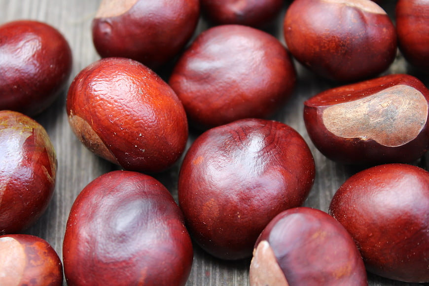 Fresh Horse Chestnuts on Wooden Surface