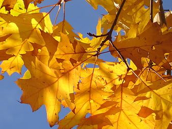 Golden Oak Leaves Against Blue Sky in Autumn