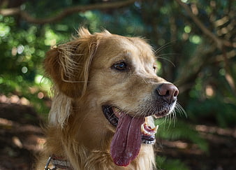 Golden Retriever Panting in Forest