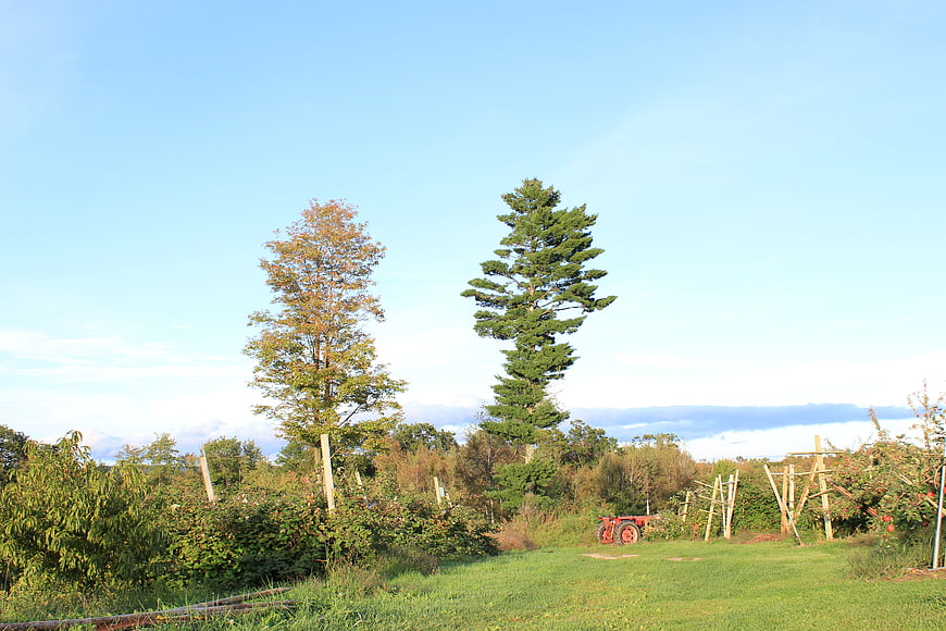Rural farm landscape with trees and red tractor