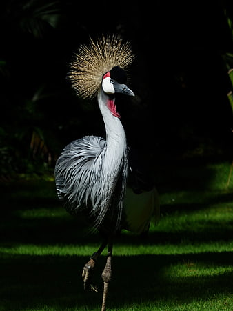 Grey Crowned Crane Walking on Grass in Low Light