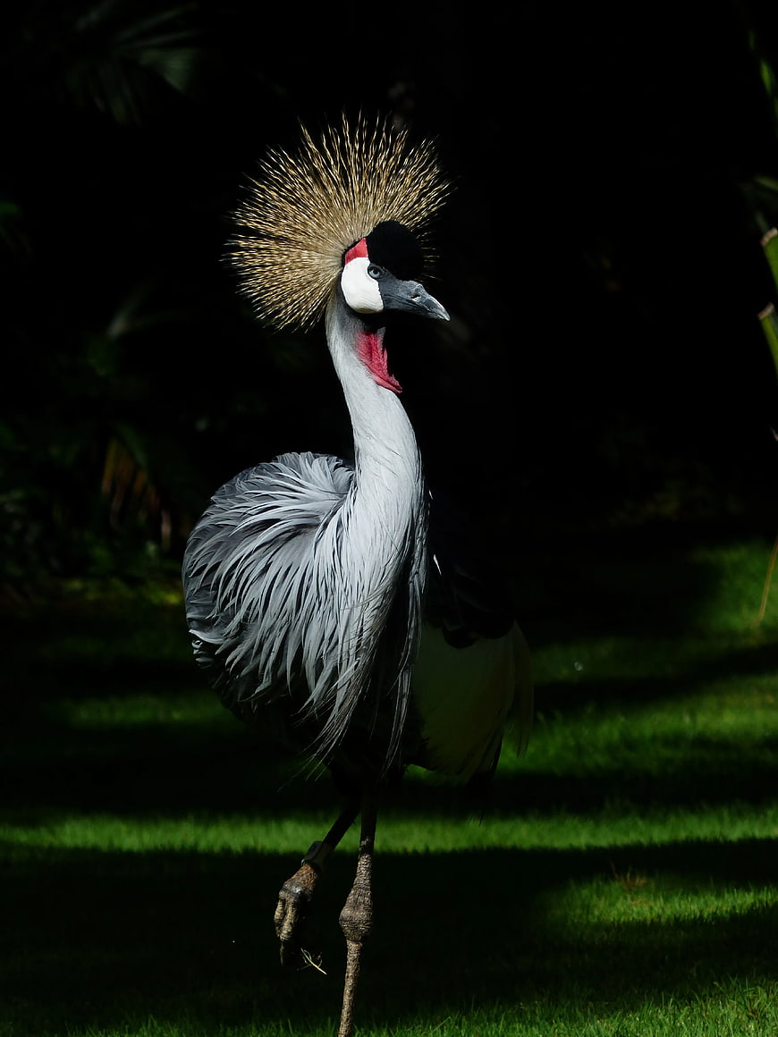 Grey Crowned Crane Walking on Grass in Low Light
