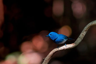 Vibrant Blue Bird Perched On Branch In Dark Forest