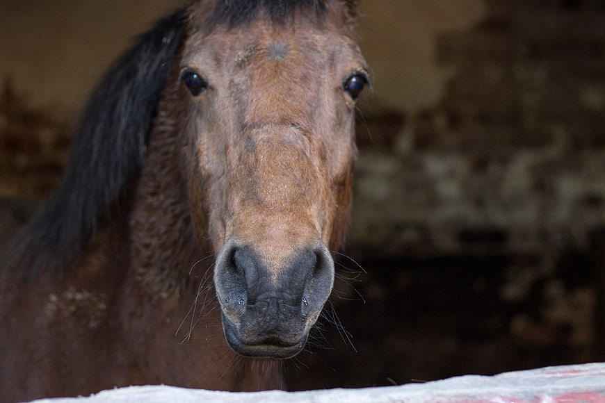 Close-up portrait of a brown horse in a stable