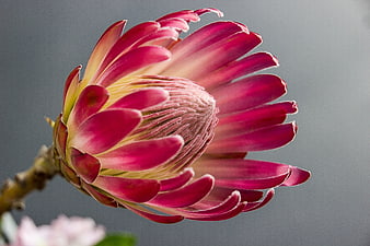 Close-up of vibrant pink protea flower on gray background