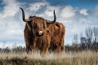 Majestic Highland Cow Standing in Tall Grass Under Cloudy Sky
