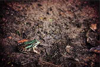 Green frog sitting on muddy forest ground