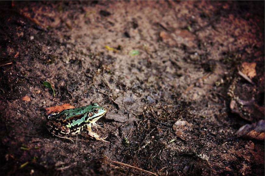 Green frog sitting on muddy forest ground