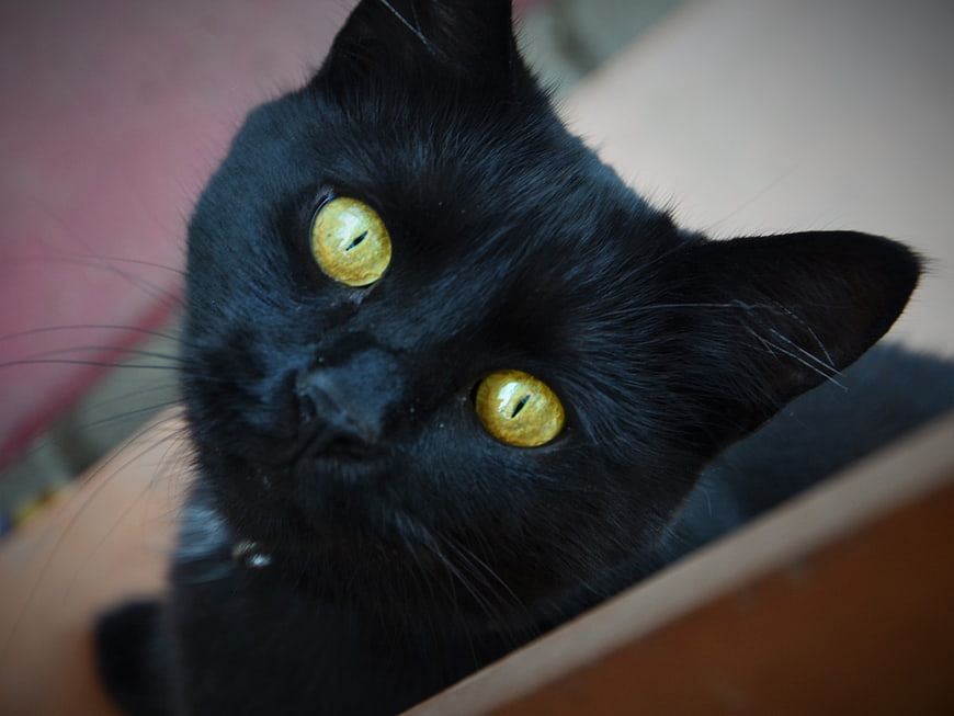 Close-up of a black cat with striking yellow eyes