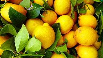 Fresh Yellow Lemons with Green Leaves Close Up