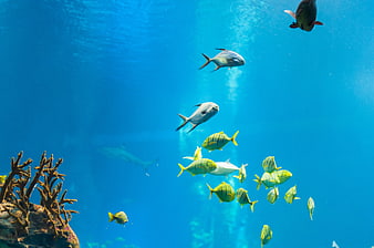 School of tropical fish swimming in blue aquarium water
