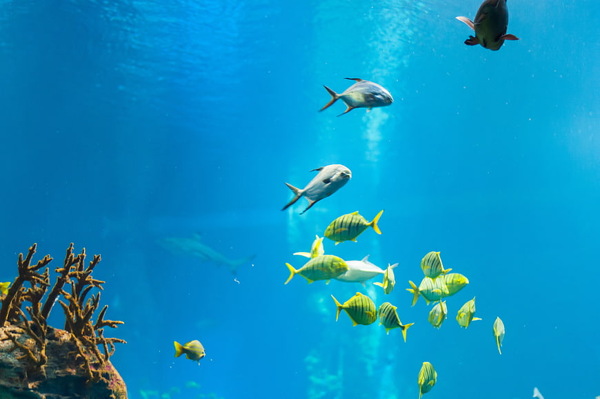 School of tropical fish swimming in blue aquarium water
