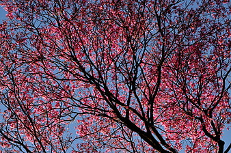 Pink Cherry Blossoms Against Blue Sky