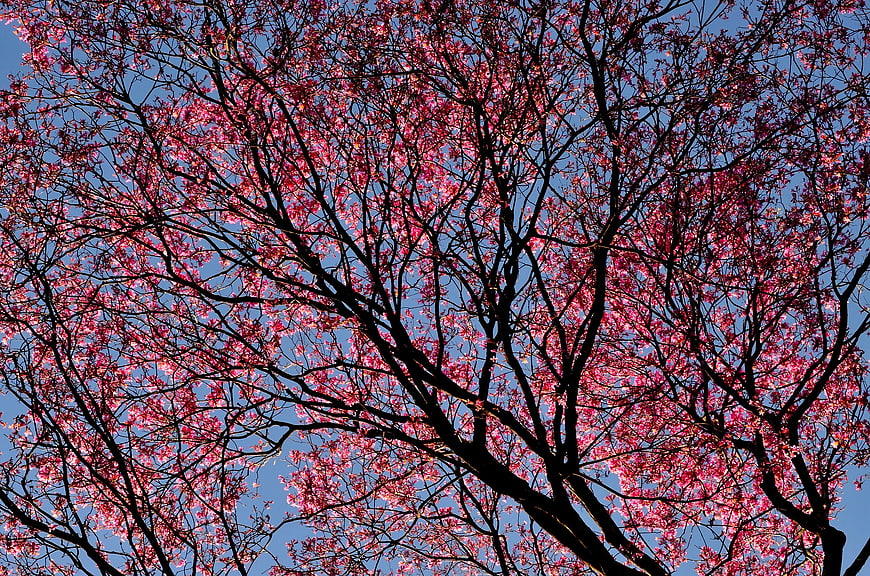 Pink Cherry Blossoms Against Blue Sky