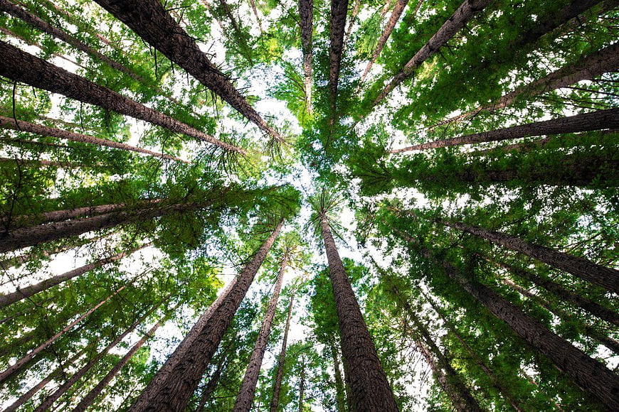Low Angle View of Tall Pine Trees in Green Forest