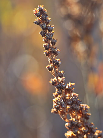 Close-up of dried brown plant stalk in autumn sunlight
