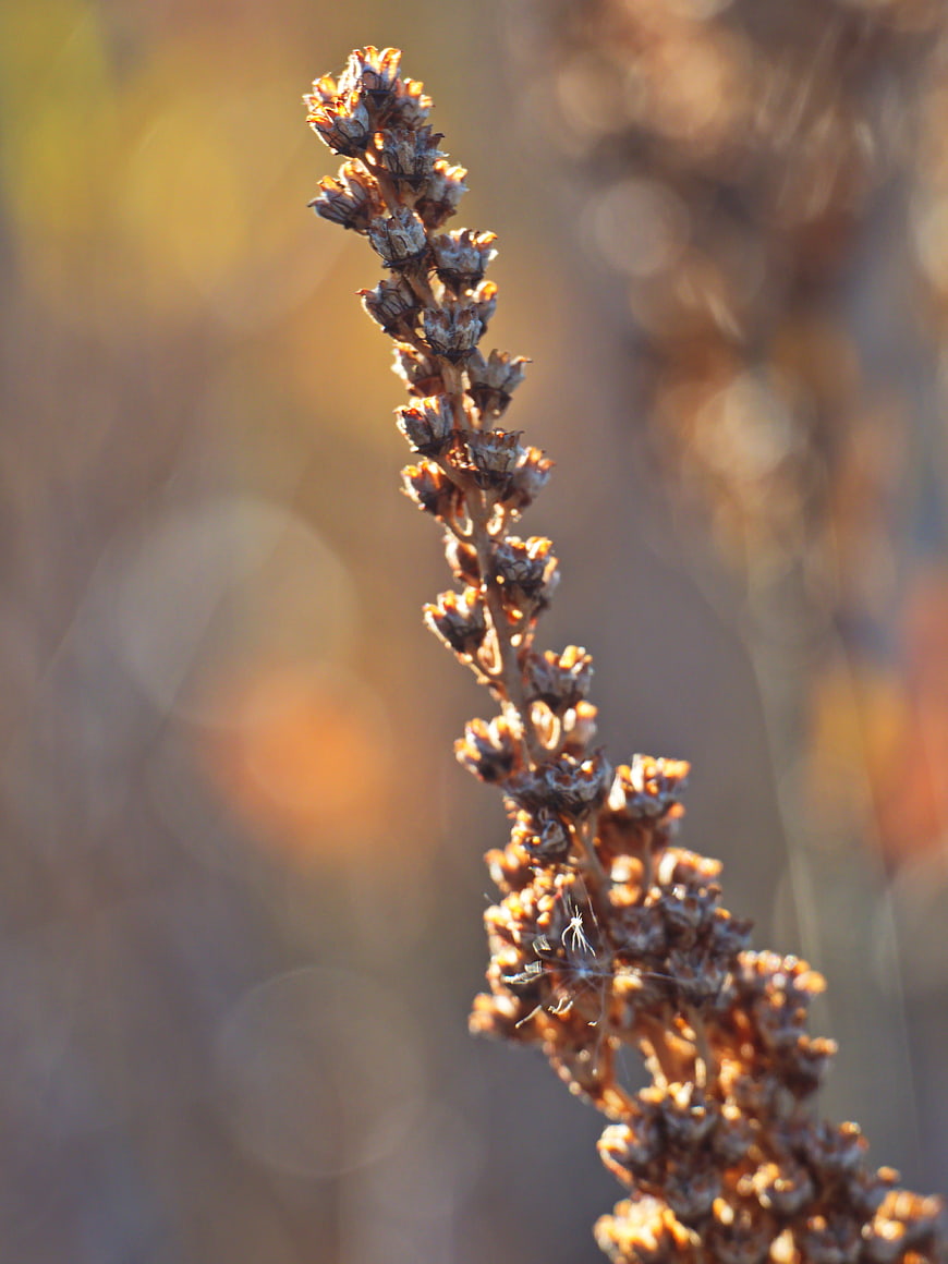 Close-up of dried brown plant stalk in autumn sunlight