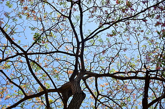 Low angle view of flowering tree branches against blue sky