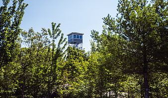 Fire lookout tower rising above green forest canopy