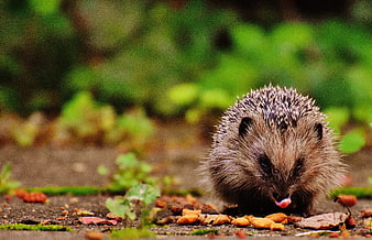 Cute Hedgehog Eating Food on Garden Path