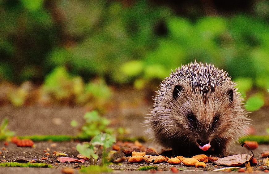 Cute Hedgehog Eating Food on Garden Path