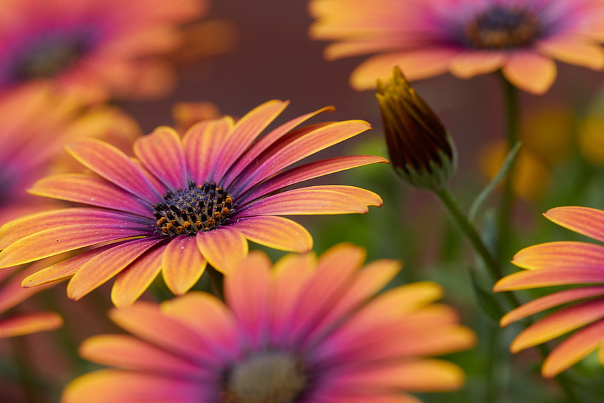 Close-up of vibrant pink and yellow African daisy flowers