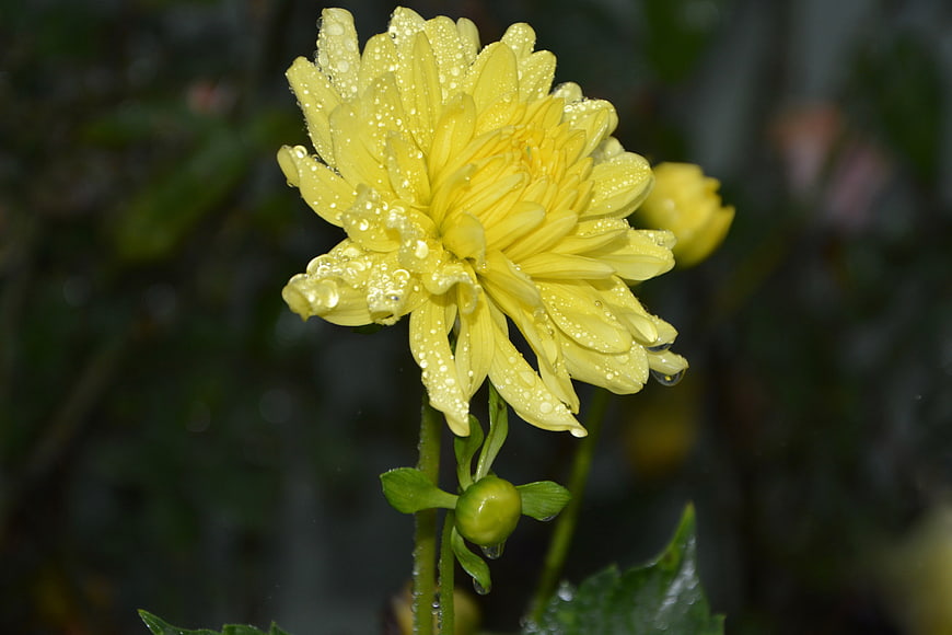 Yellow Chrysanthemum with Raindrops on Dark Background