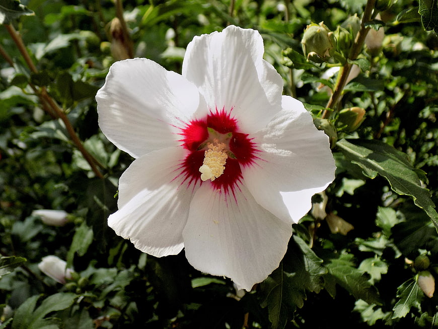 White Hibiscus Flower with Red Center in Garden