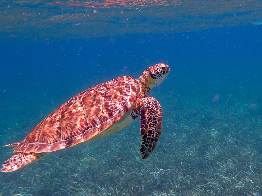 Green Sea Turtle Swimming Underwater in Tropical Ocean