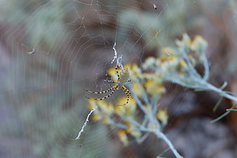 Argiope Spider on Web with Yellow Flowers