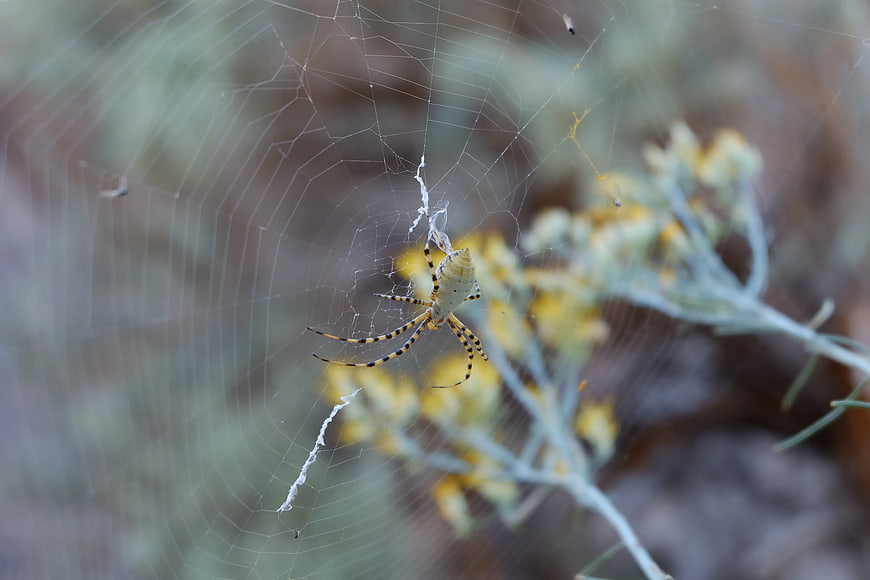 Argiope Spider on Web with Yellow Flowers