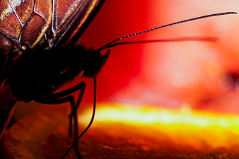 Macro Butterfly Silhouette on Vibrant Red Background