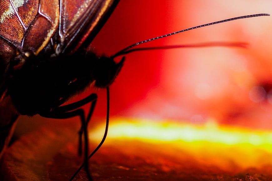 Macro Butterfly Silhouette on Vibrant Red Background
