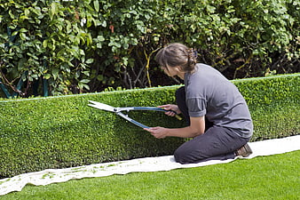 Gardener Trimming Box Hedge With Shears