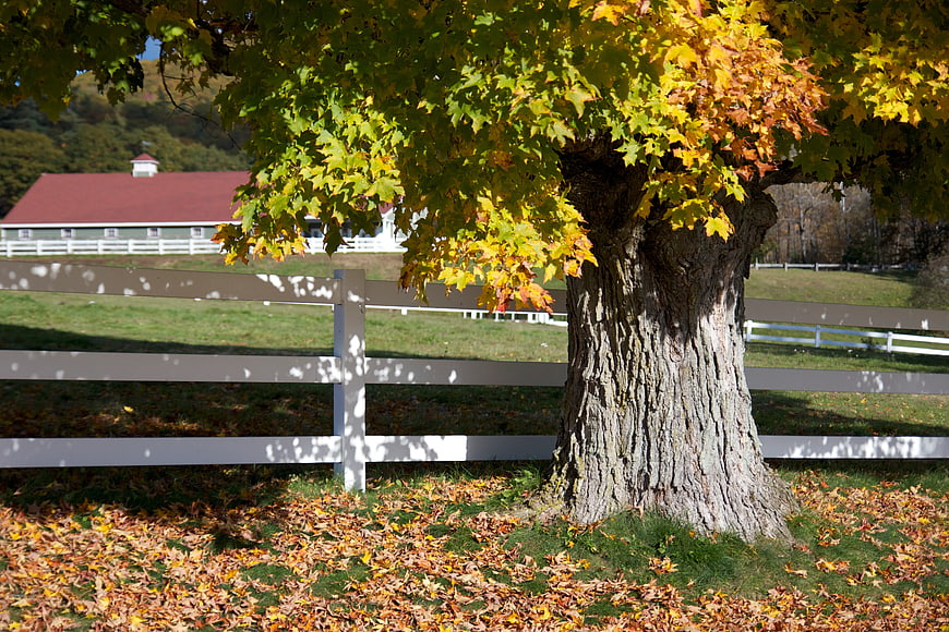 Autumn Maple Tree with White Fence and Barn Background