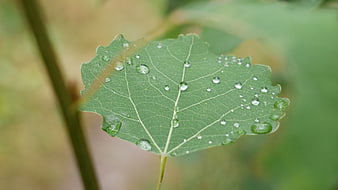 Close-up of green leaf with water droplets on blurred background