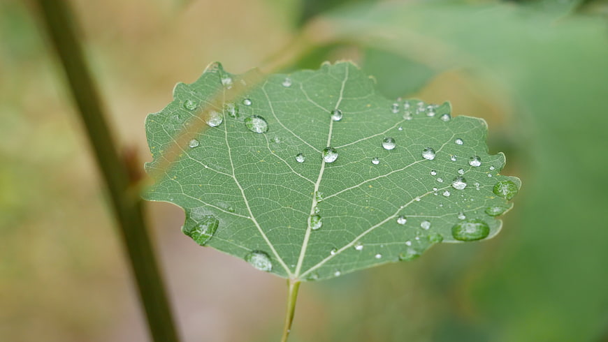 Close-up of green leaf with water droplets on blurred background