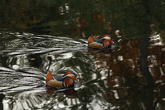 Two colorful Mandarin ducks swimming in a pond