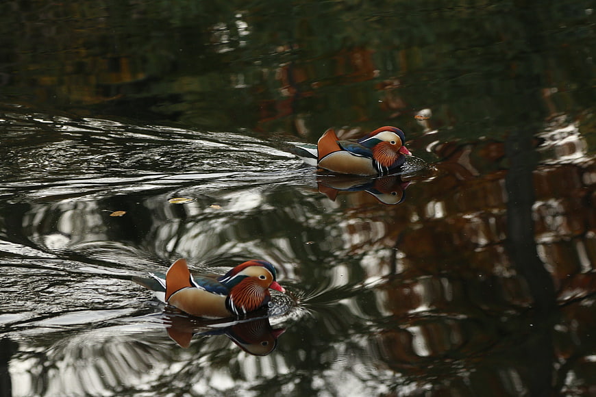 Two colorful Mandarin ducks swimming in a pond