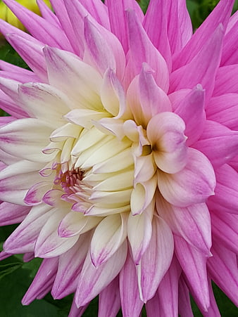Close-up of a vibrant pink and white dahlia flower