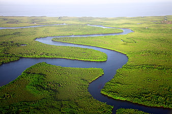Aerial View of Winding River Through Lush Mangrove Forest