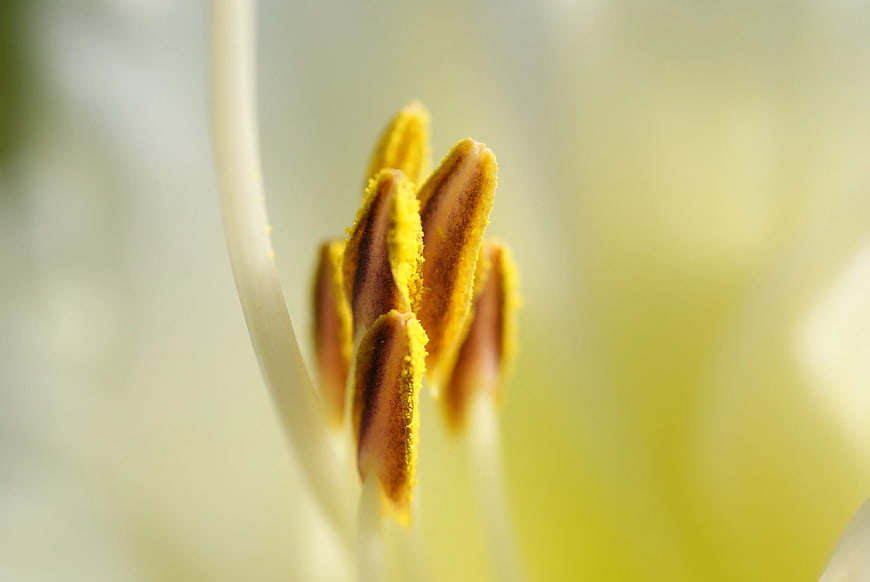 Macro Close-Up of Yellow Flower Stamen and Pollen