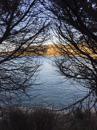 Serene Sea View Through Silhouetted Tree Branches