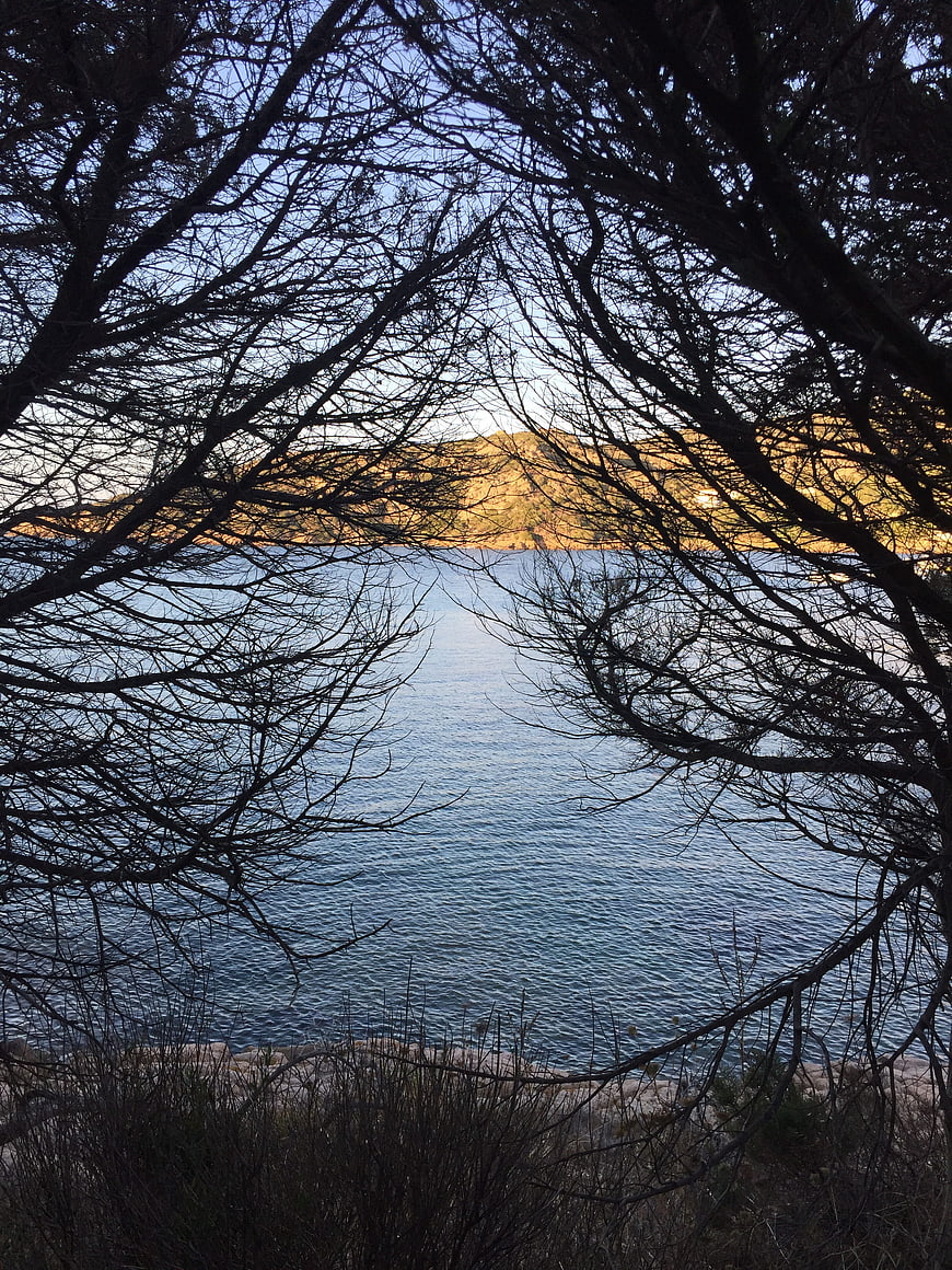 Serene Sea View Through Silhouetted Tree Branches