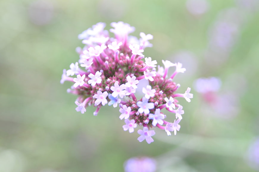 Close-up of purple verbena flower cluster with soft green background