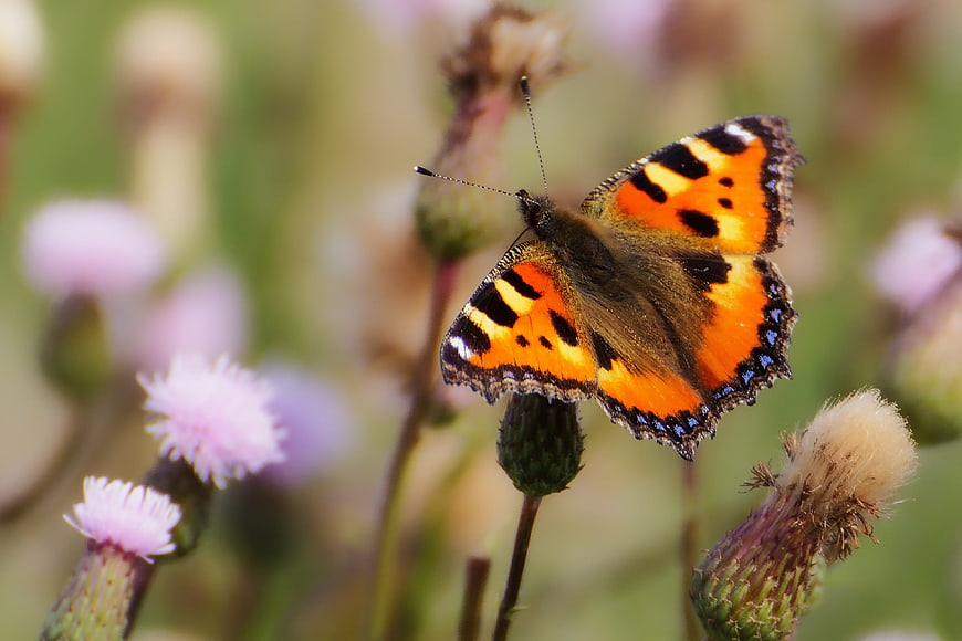 Small Tortoiseshell Butterfly on Thistle Flower Closeup