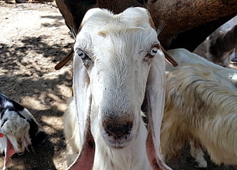Close-up portrait of a white goat with long ears in a rural farm setting